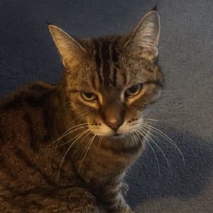 Meet your Posher, Tracy